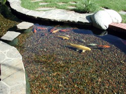 koi pond